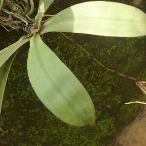 White Aerangis gracillima orchid flower with green leaves on wooden background.