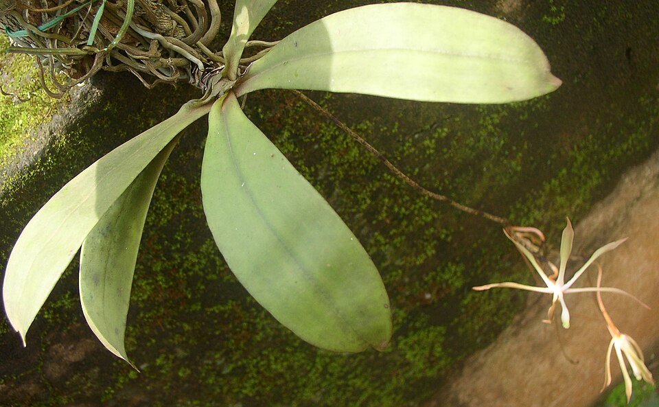 White Aerangis gracillima orchid flower with green leaves on wooden background.