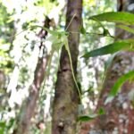 Aeranthes antennophora orchidee witte bloem, lange groene stelen en puntige bladeren.