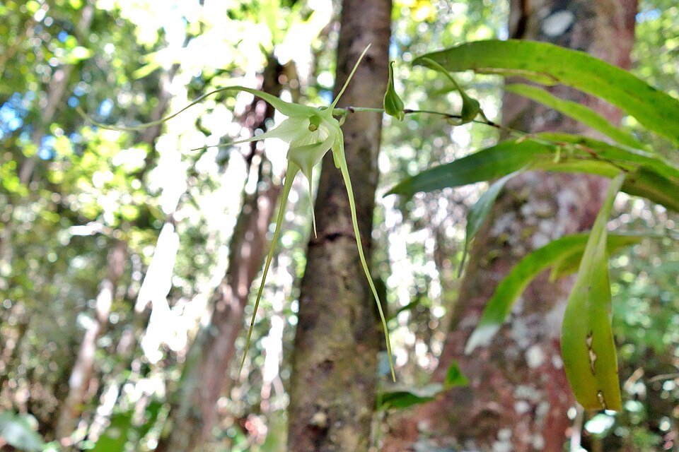 Aeranthes antennophora orchidee witte bloem, lange groene stelen en puntige bladeren.