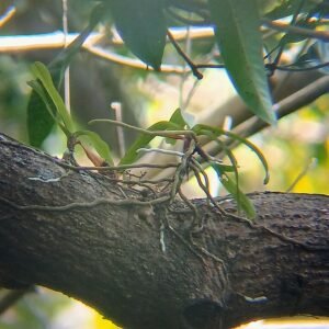Aerides crispa orchidee met witte bloemen en groene bladeren in botanische tuin.