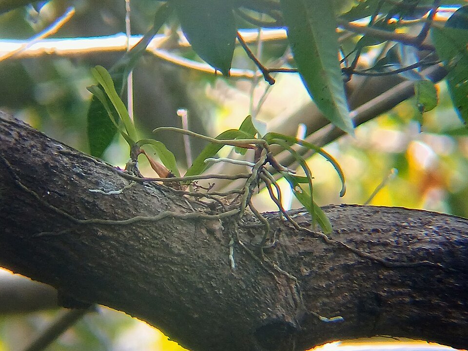 Aerides crispa orchidee met witte bloemen en groene bladeren in botanische tuin.
