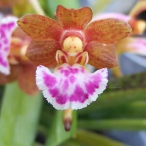 Vanda flabellata orchidee met groene bladeren.