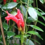 Scheinlippenstift plant met glanzende groene bladeren en bloemen.
