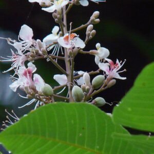 Aesculus indica bloemen in volle bloei met groene bladeren.