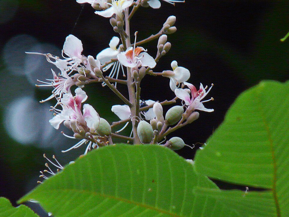 Aesculus indica bloemen in volle bloei met groene bladeren.