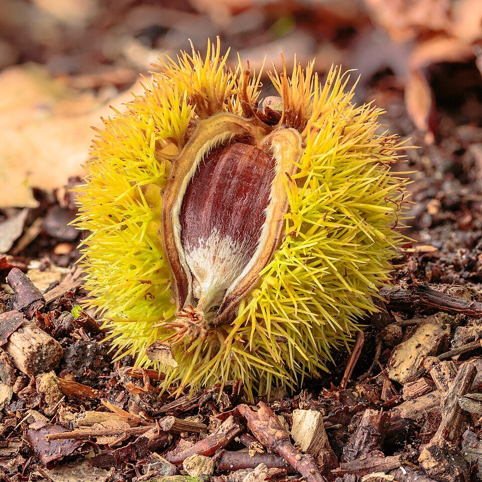 Afgevallen Tamme kastanje op de grond in herfst.