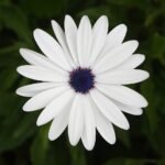 Prachtige Arctotis venusta bloem in levendige kleuren.
