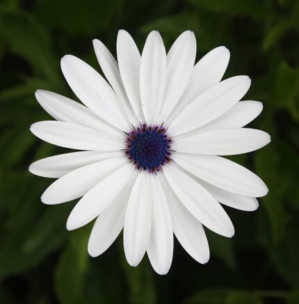 Prachtige Arctotis venusta bloem in levendige kleuren.