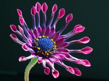 Roze Afrikaanse madeliefje Osteospermum op kleigrond.