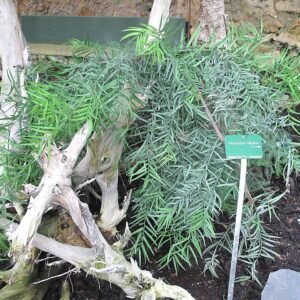 Afrocarpus falcatus boom met groene naaldachtige bladeren in Jardin des Plantes de Paris.