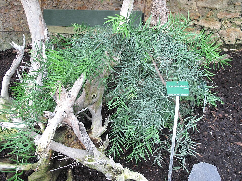 Afrocarpus falcatus boom met groene naaldachtige bladeren in Jardin des Plantes de Paris.