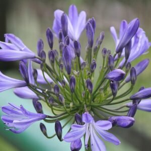 Agapanthus praecox bloemen in helderblauwe kleur.