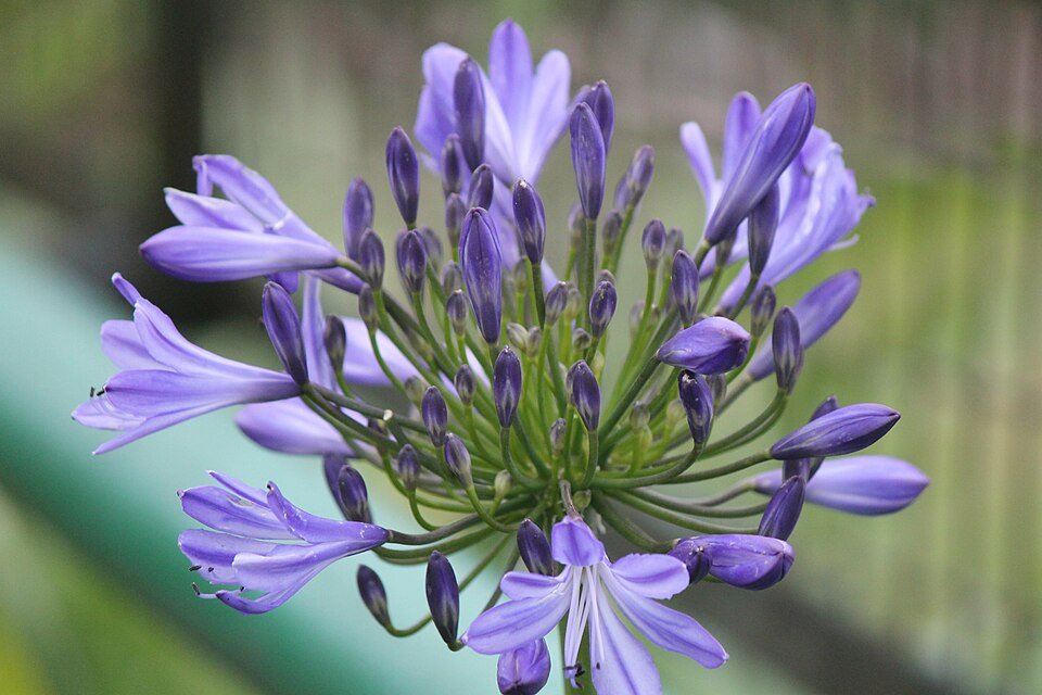 Agapanthus praecox bloemen in helderblauwe kleur.