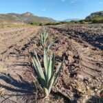 Agave angustifolia met stekelige bladeren en bloeiwijze in Oaxaca.