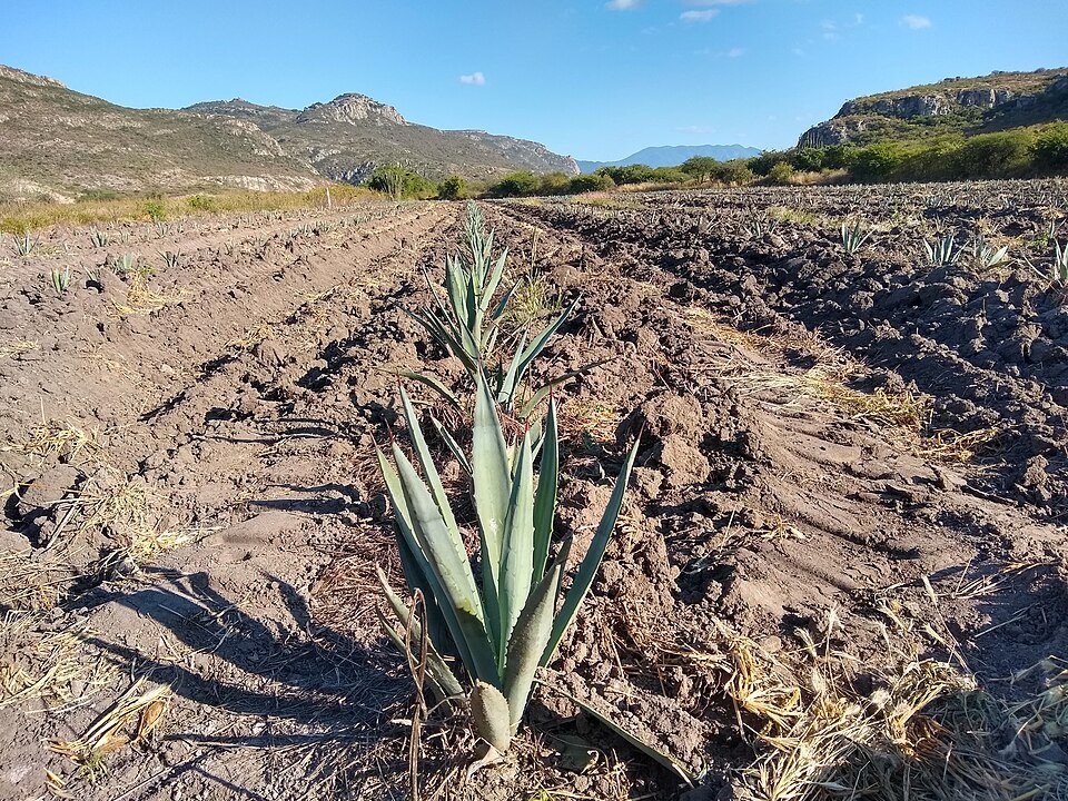 Agave angustifolia met stekelige bladeren en bloeiwijze in Oaxaca.