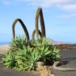 Agave attenuata plant met gladde, langwerpige bleekgroene bladeren in tuinsetting.