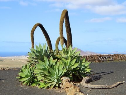 Agave attenuata plant met gladde, langwerpige bleekgroene bladeren in tuinsetting.