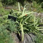 Agave bracteosa met puntige groene bladeren en witte vezels.