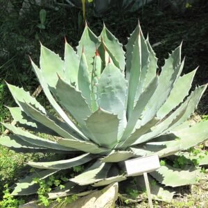 Agave guadalajarana plant met heldergroene bladeren en scherpe puntige toppen.