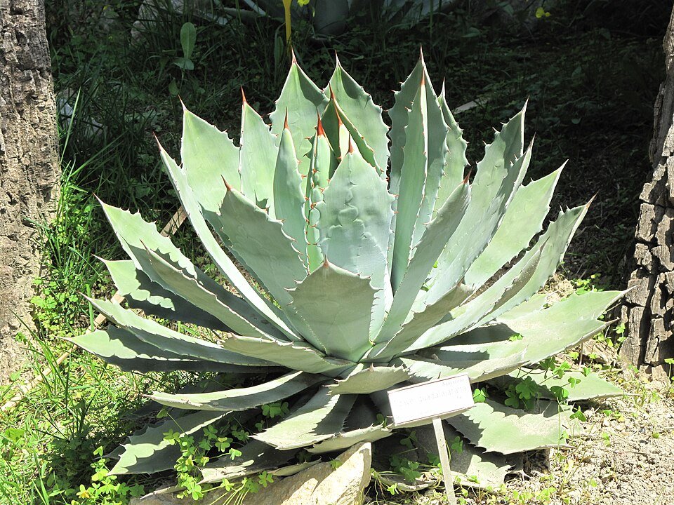 Agave guadalajarana plant met heldergroene bladeren en scherpe puntige toppen.