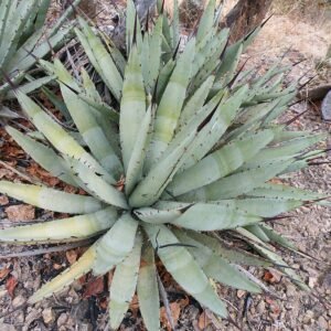 Agave macroacantha plant met lange, stekelige bladeren in groen en geel.