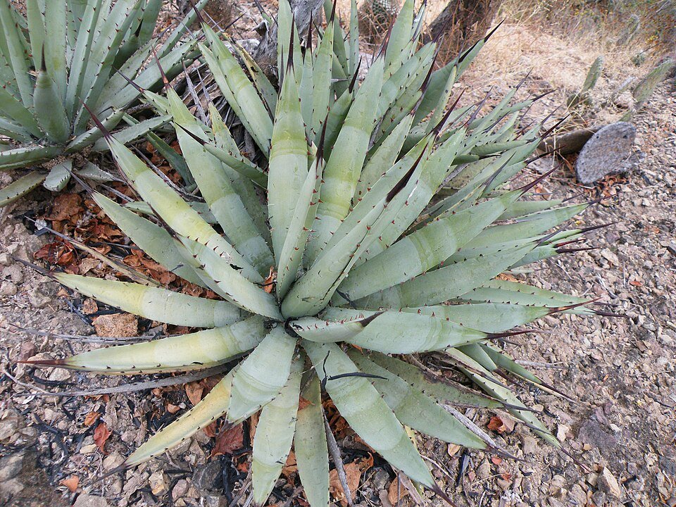 Agave macroacantha plant met lange, stekelige bladeren in groen en geel.