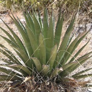Agave palmeri plant met dikke, stekelige bladeren in een woestijnomgeving.