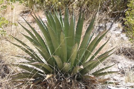 Agave palmeri plant met dikke, stekelige bladeren in een woestijnomgeving.