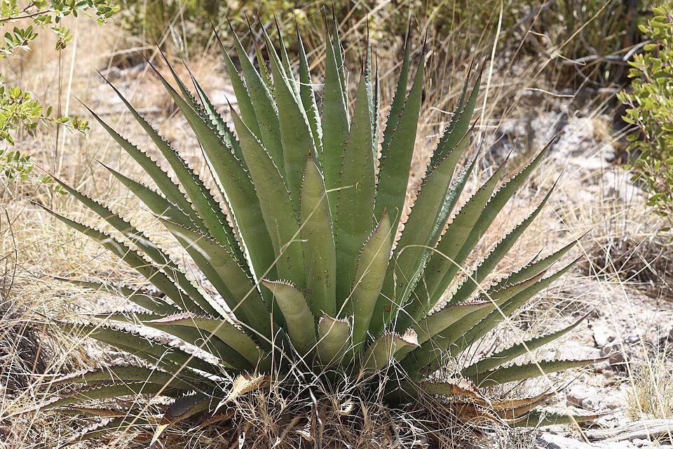 Agave palmeri plant met dikke, stekelige bladeren in een woestijnomgeving.