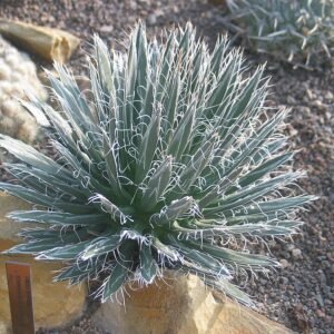Agave polianthiflora met blauwgroene bladeren en scherpe doornen.
