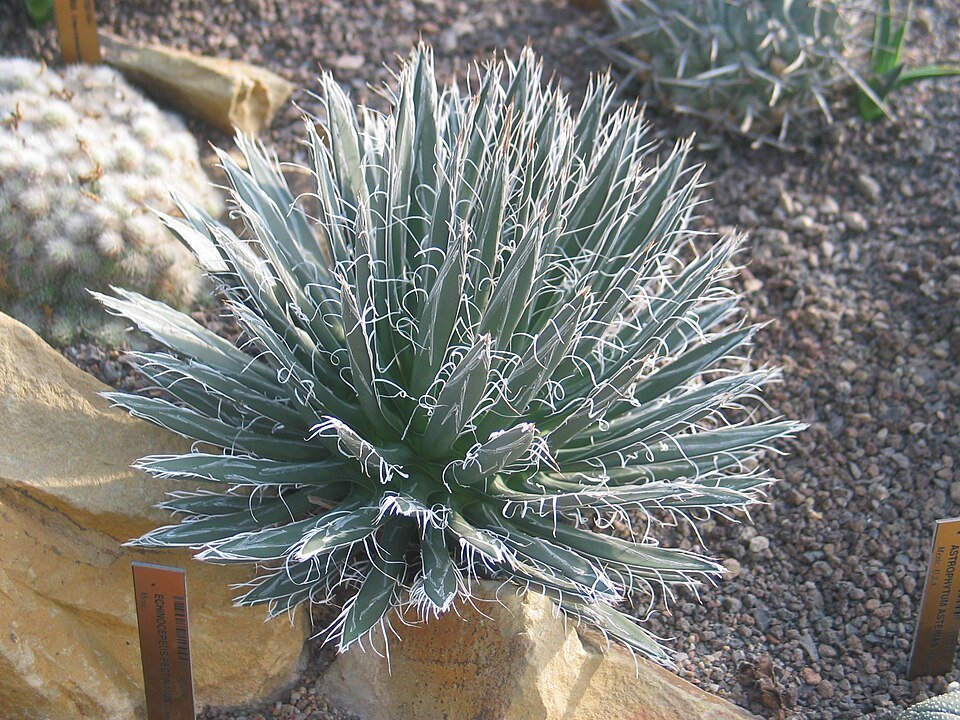 Agave polianthiflora met blauwgroene bladeren en scherpe doornen.