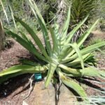 Agave vilmoriniana plant met gebogen groene bladeren en witte randen.