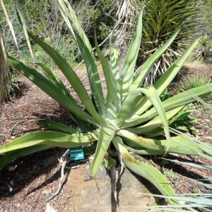 Agave vilmoriniana plant met gebogen groene bladeren en witte randen.