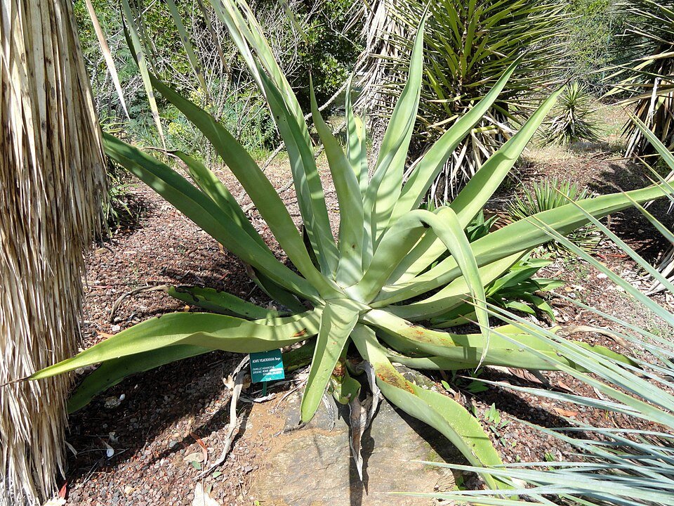 Agave vilmoriniana plant met gebogen groene bladeren en witte randen.