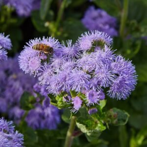 Purple Ageratum houstonianum flowers in close-up.