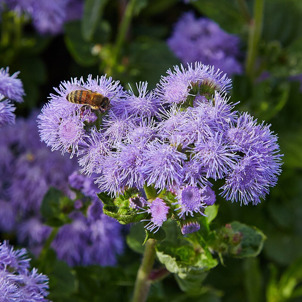 Purple Ageratum houstonianum flowers in close-up.