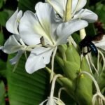 Aglae caerulea kamerplant met glanzende bladeren en paarse bloemen.