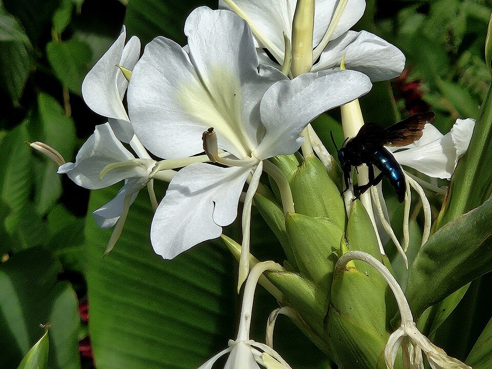 Aglae caerulea kamerplant met glanzende bladeren en paarse bloemen.