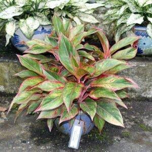 Aglaonema commutatum plant with green and white variegated leaves.