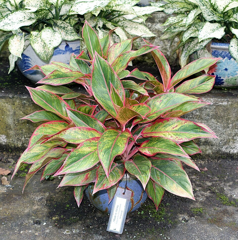 Aglaonema commutatum plant with green and white variegated leaves.