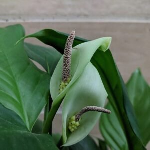 Groen blad van Aglaonema modestum plant met witte vlekken.