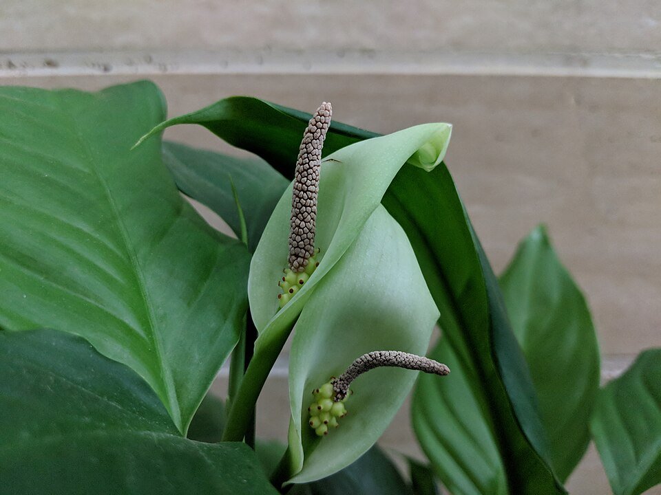 Groen blad van Aglaonema modestum plant met witte vlekken.