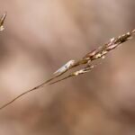 Winterhard struisgras met fijne textuur in natuurlijke omgeving.