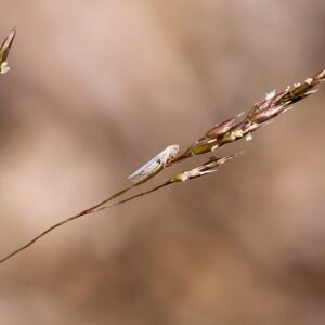Winterhard struisgras met fijne textuur in natuurlijke omgeving.