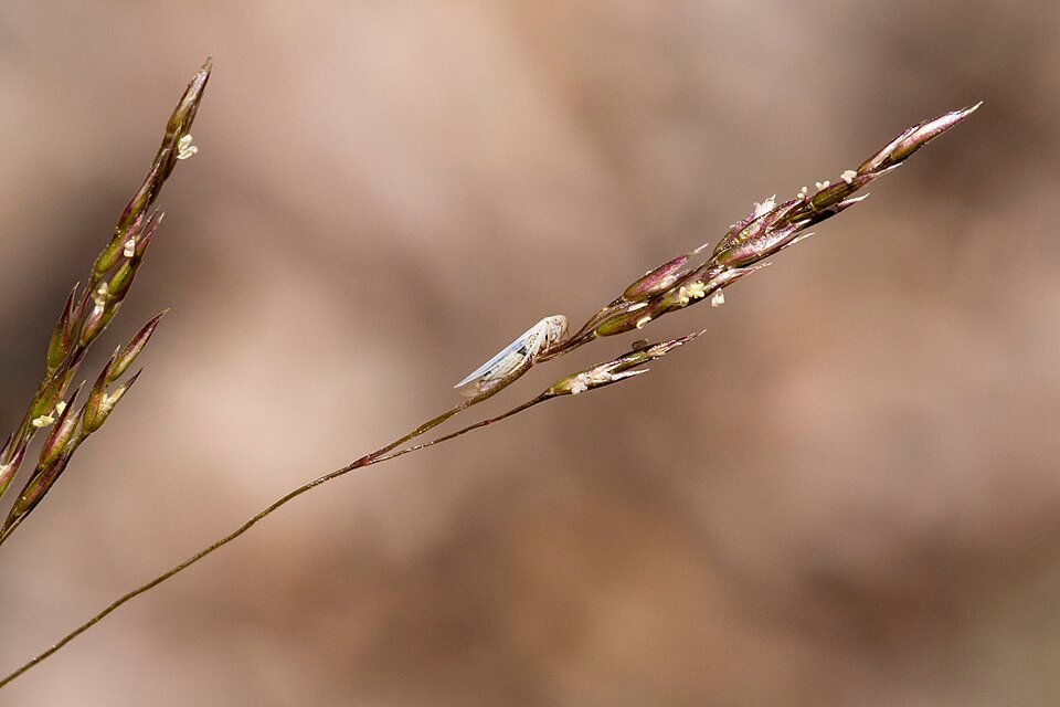 Winterhard struisgras met fijne textuur in natuurlijke omgeving.