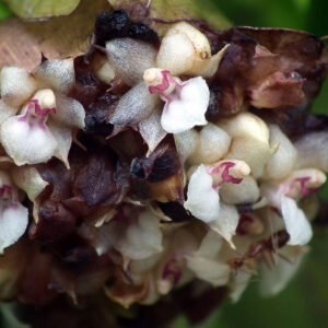 Agrostophyllum philippinense orchideeplant op houten achtergrond.