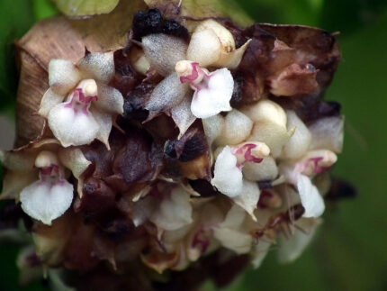 Agrostophyllum philippinense orchideeplant op houten achtergrond.