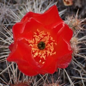 Groene bladeren van Airampoa corrugata plant met gegolfde randen en witte nerven.