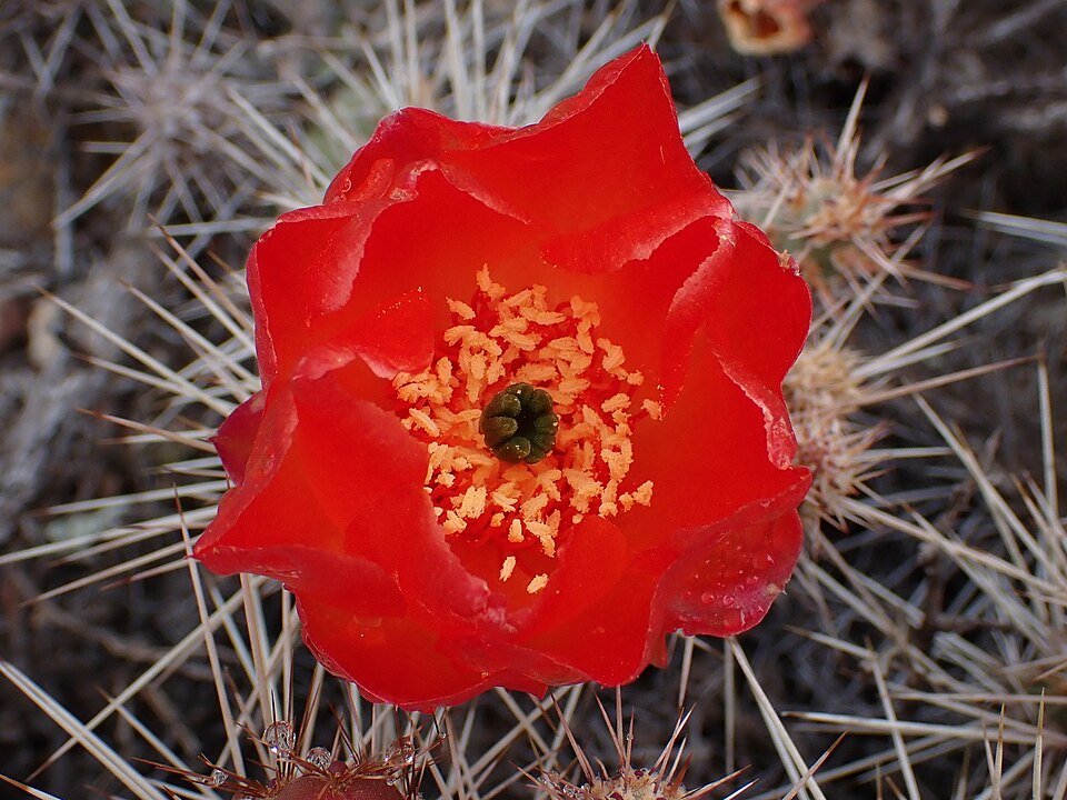 Groene bladeren van Airampoa corrugata plant met gegolfde randen en witte nerven.